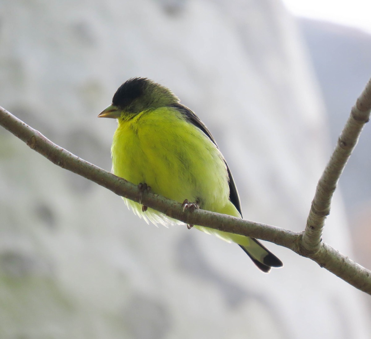 Lesser Goldfinch - ML561944891