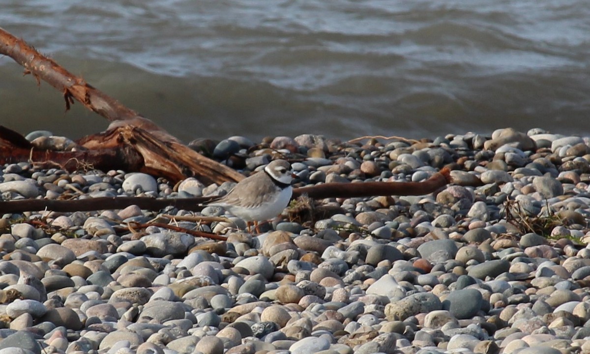 Piping Plover - ML561946391