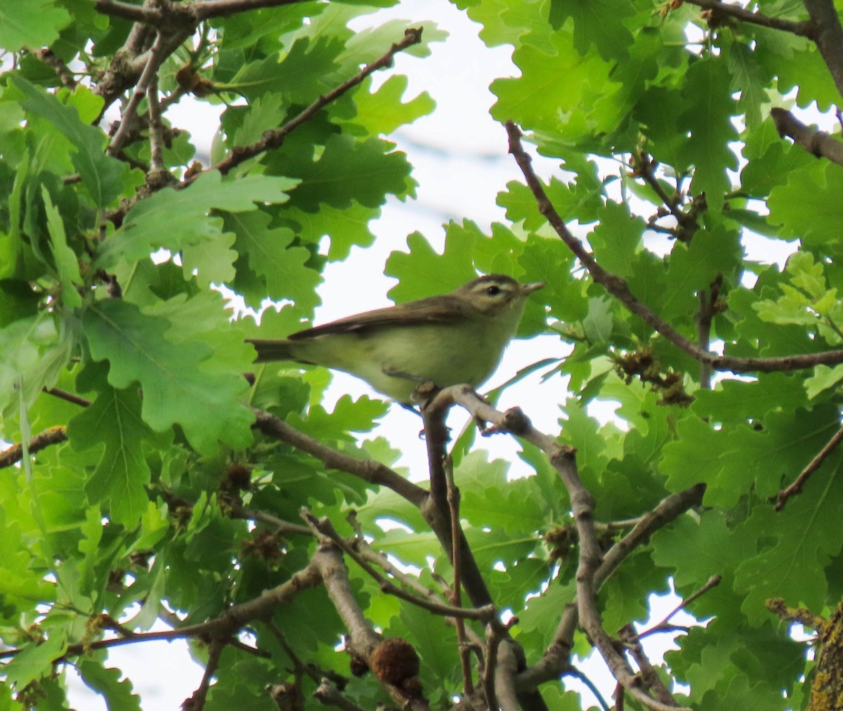 Warbling Vireo - ML561946621