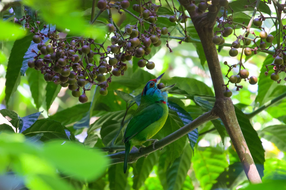 Blauwangen-Bartvogel - ML561946801