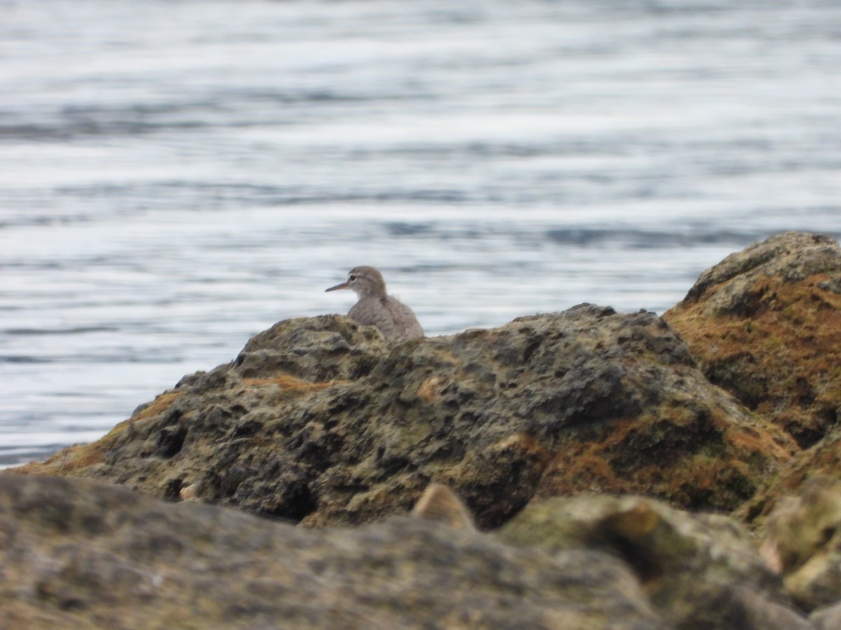 Spotted Sandpiper - ML561947531