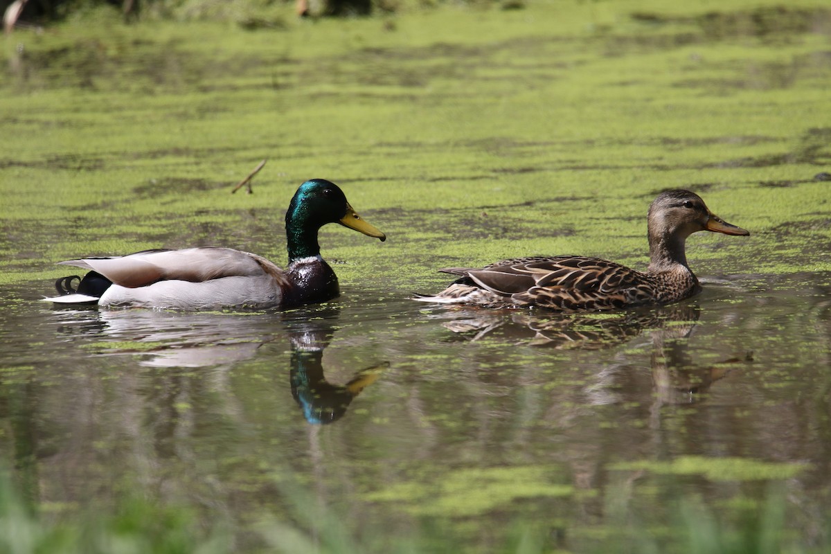 Mallard - ML561947551