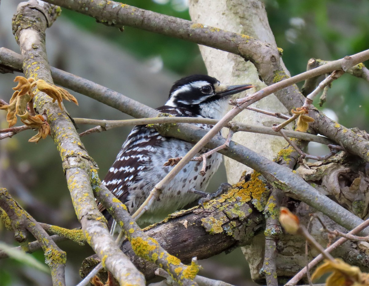 Nuttall's Woodpecker - ML561947611