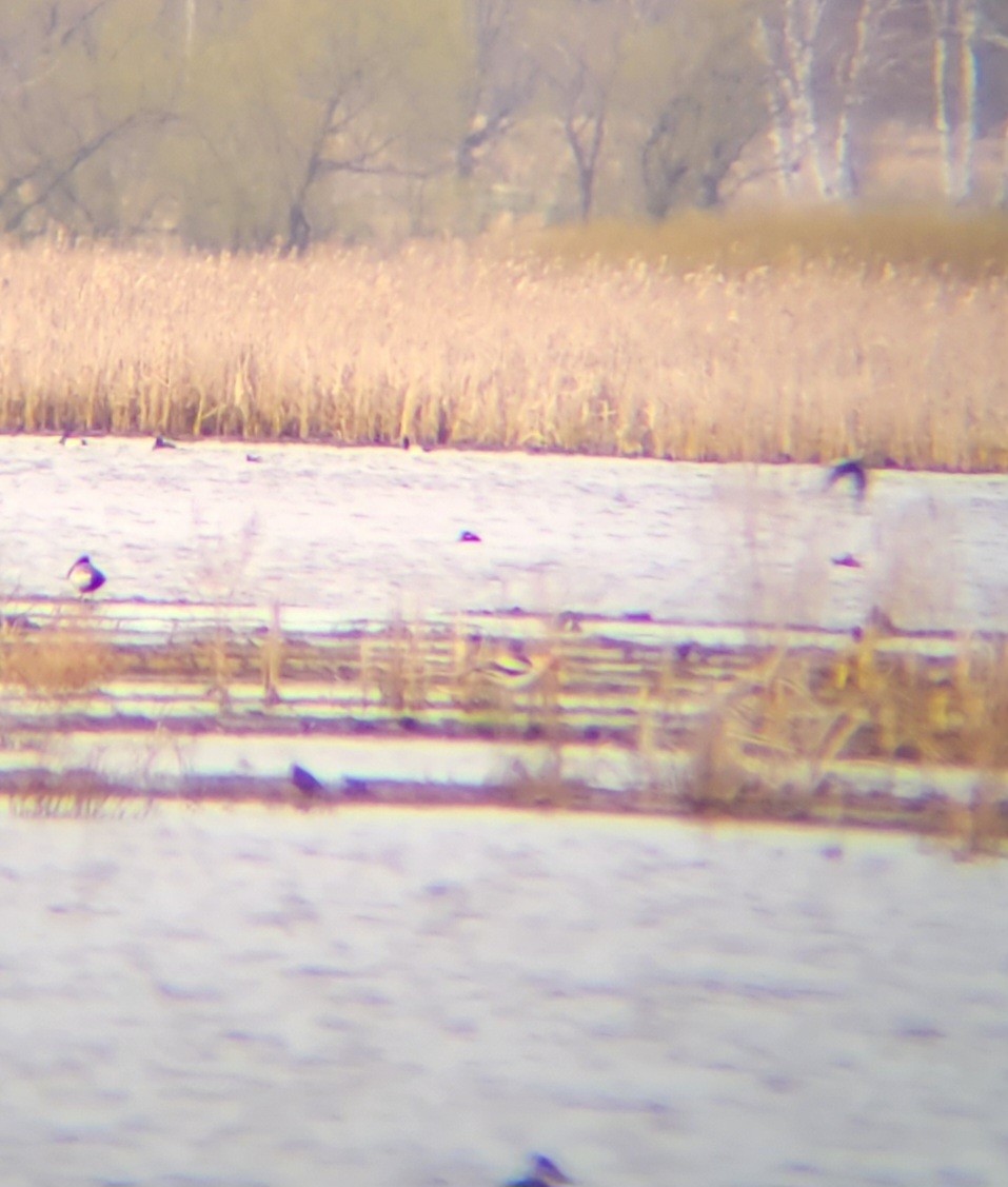 Avoceta Americana - ML561947651