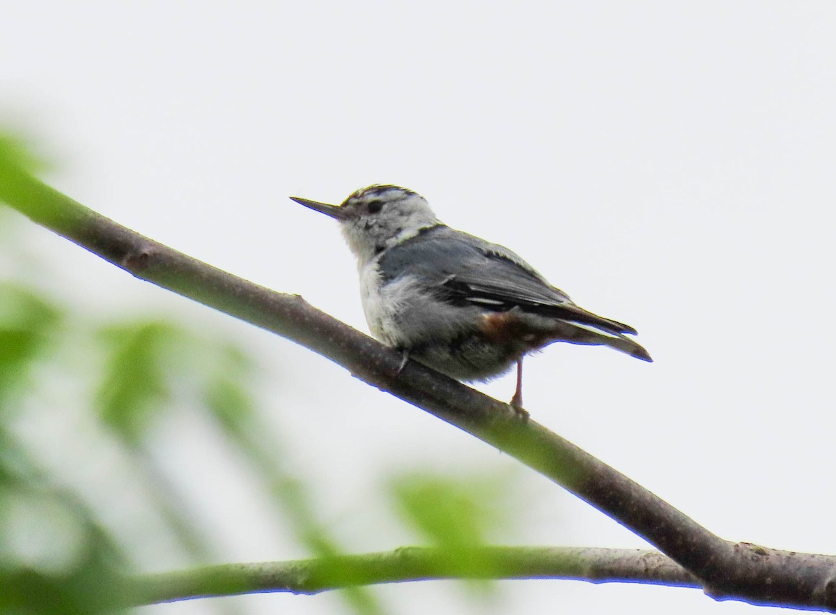 White-breasted Nuthatch - ML561949451