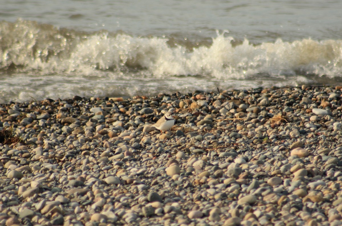 Piping Plover - ML561950001