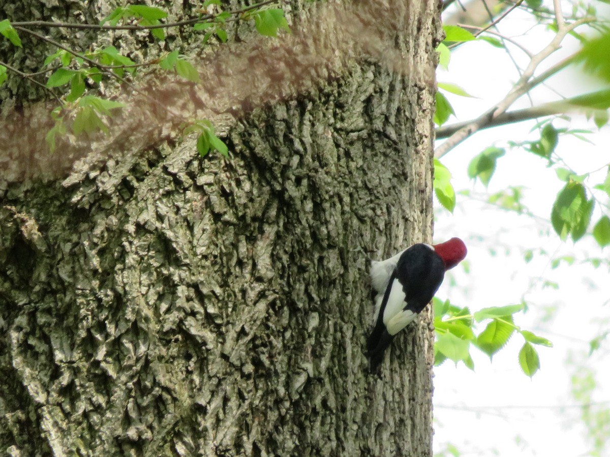 Red-headed Woodpecker - ML56195141