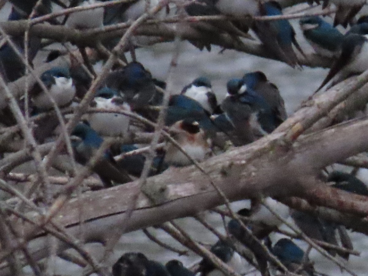 Cliff Swallow - ML561952191