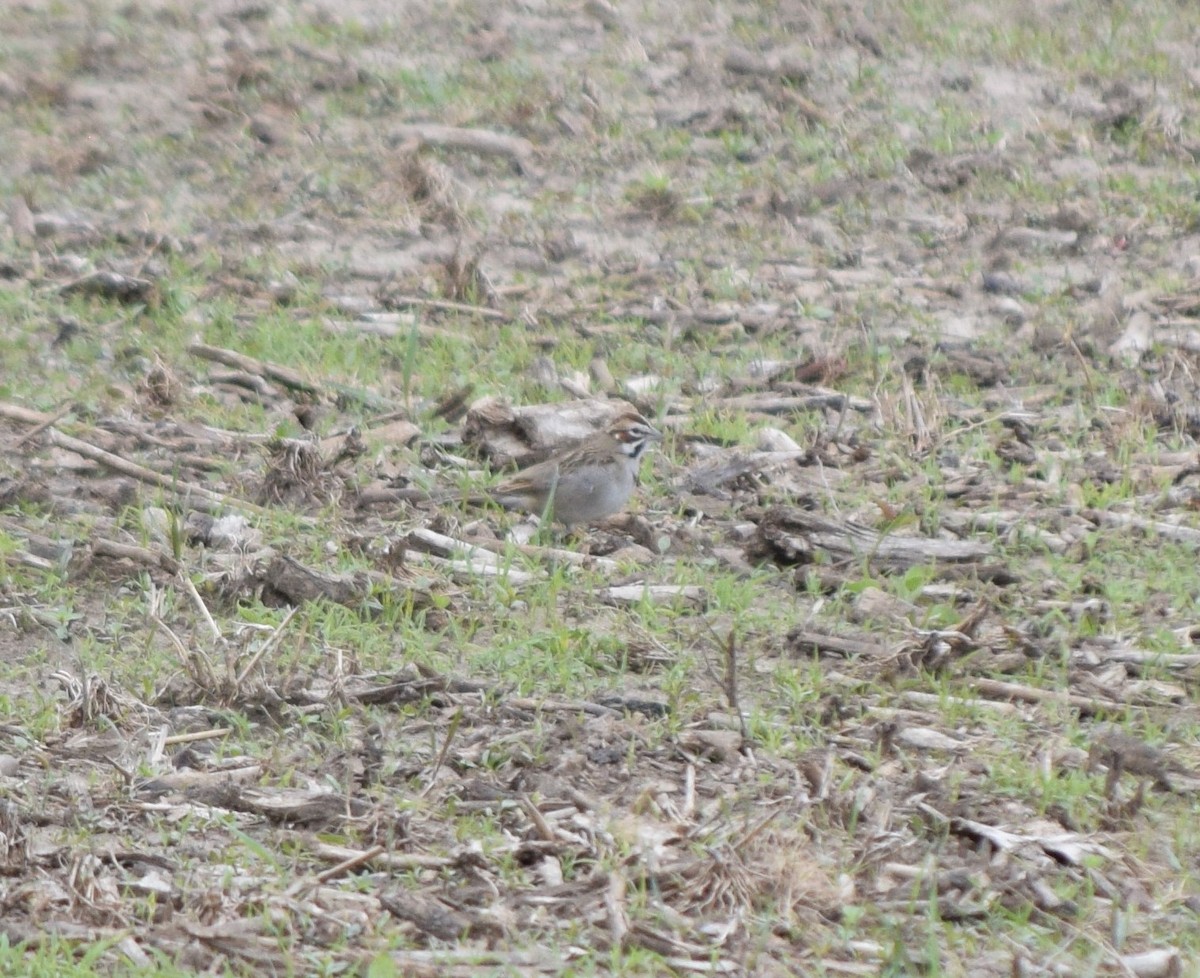 Lark Sparrow - ML561953371