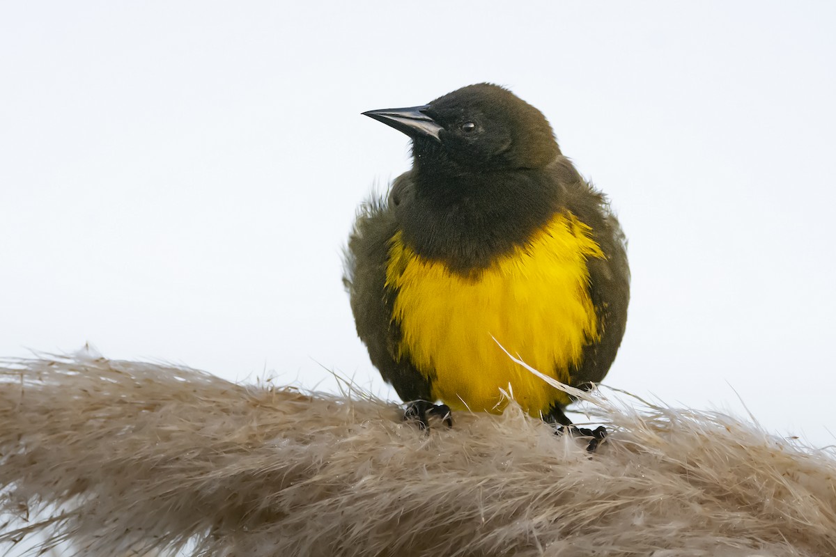 Brown-and-yellow Marshbird - ADRIAN GRILLI