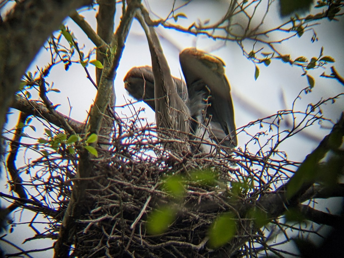 Great Blue Heron - ML561954511