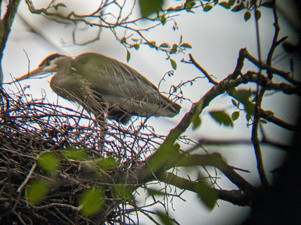 Great Blue Heron - ML561954521