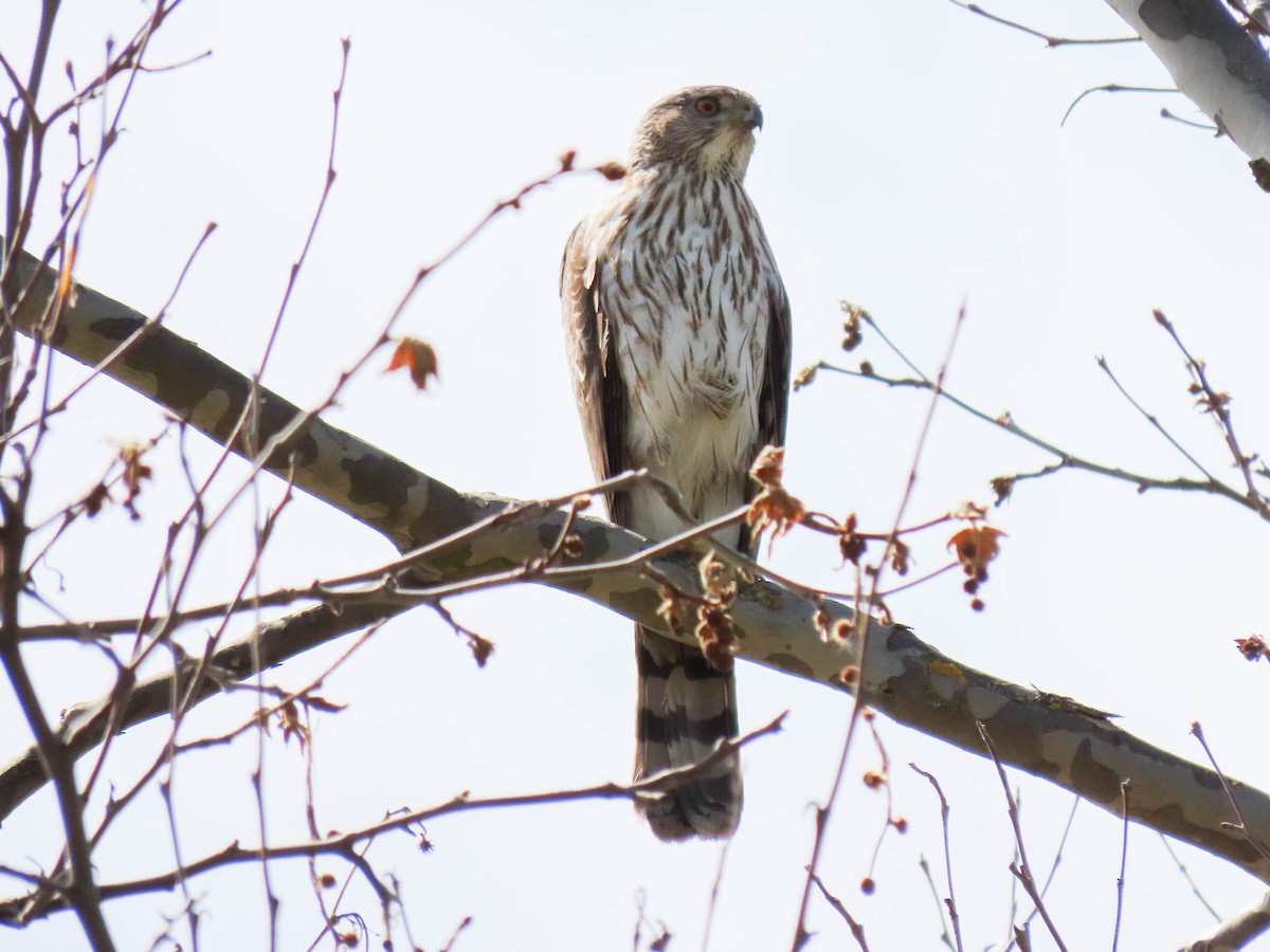 Cooper's Hawk - ML561954771