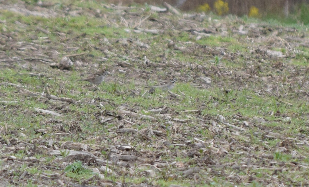 Lark Sparrow - ML561954821