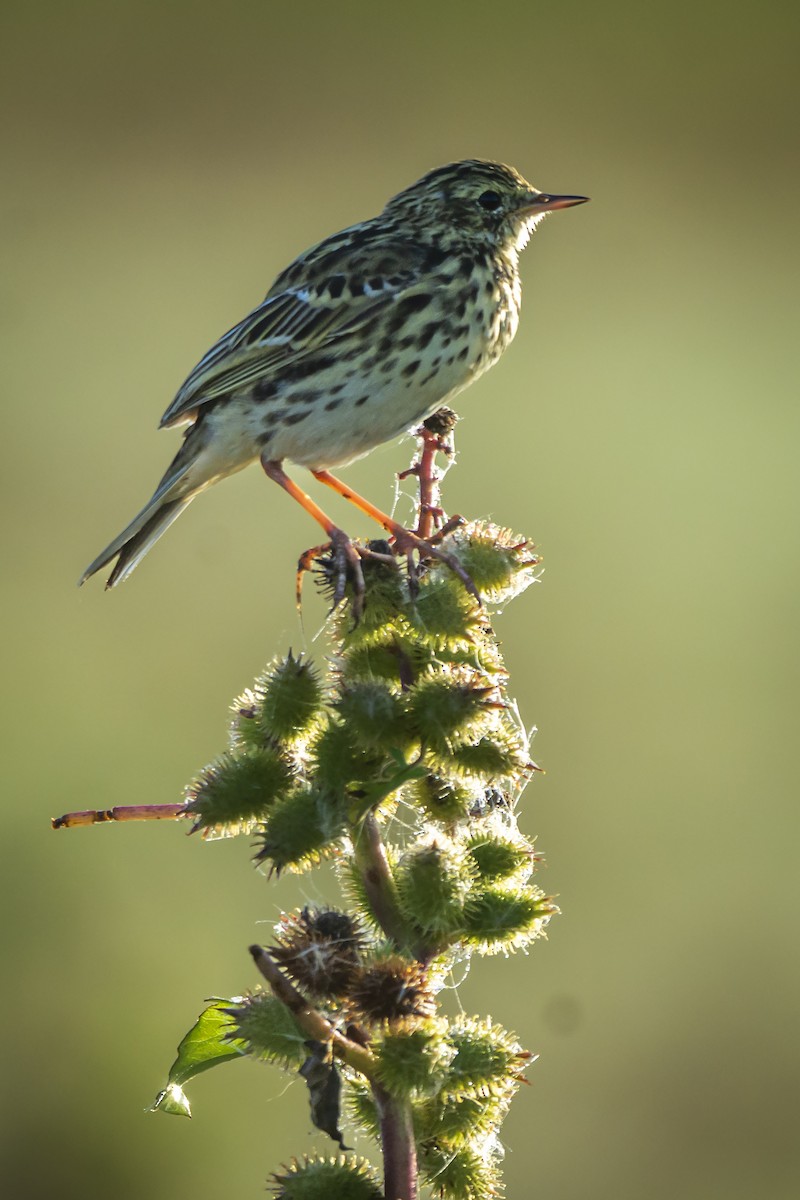 Yellowish Pipit - ADRIAN GRILLI