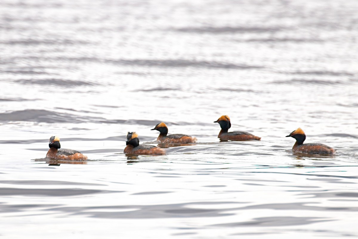 Horned Grebe - Normand Laplante