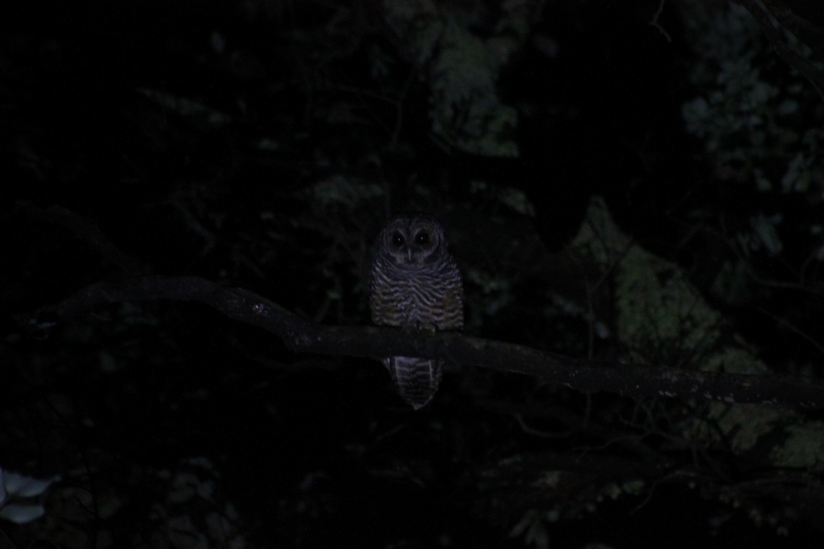 Rufous-legged Owl - ML561957371
