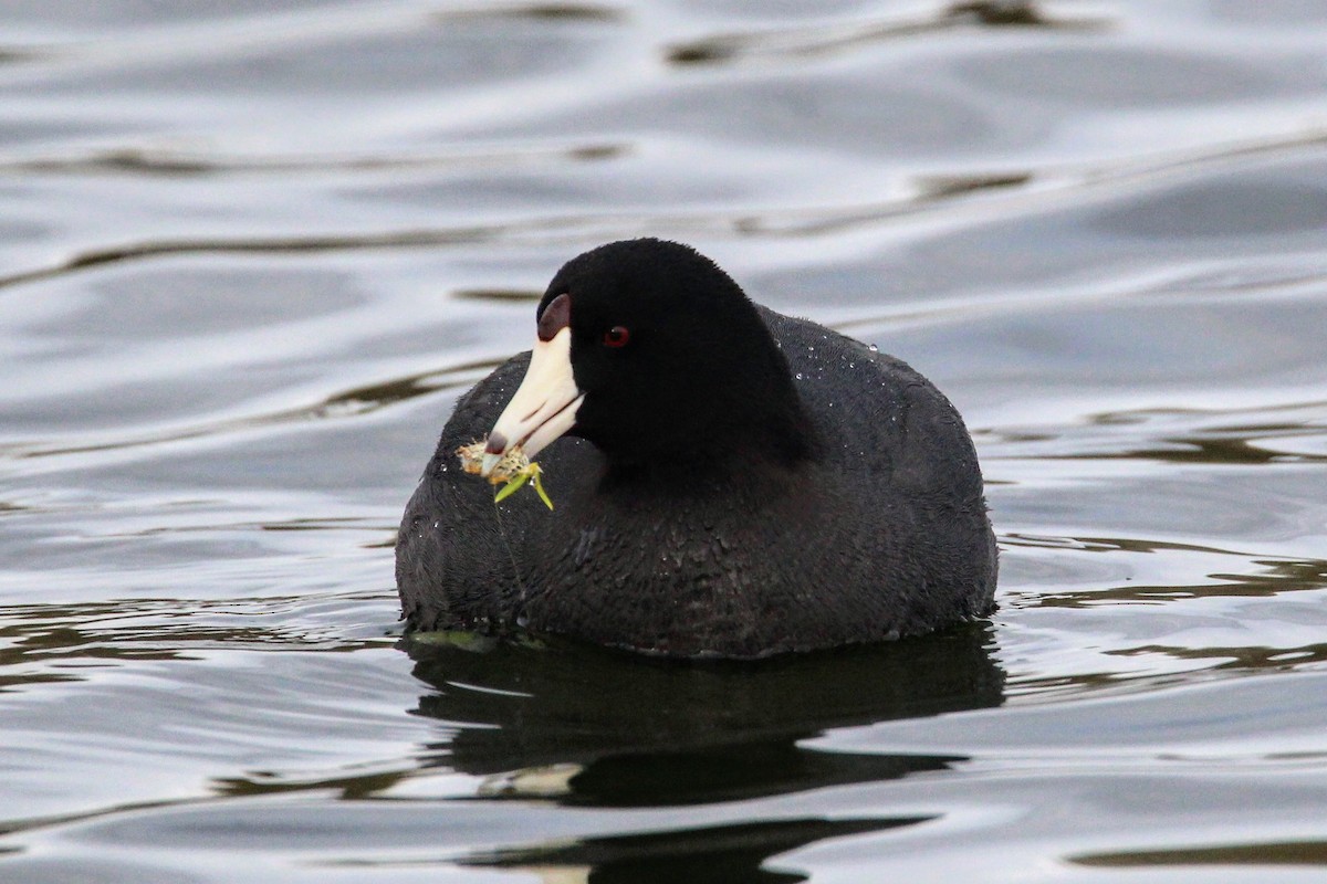 American Coot - ML561957671