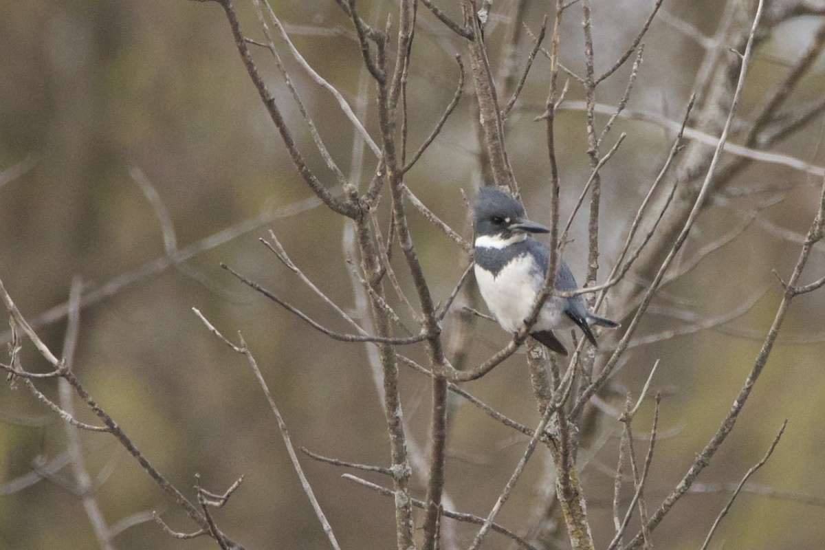 Belted Kingfisher - ML561959651