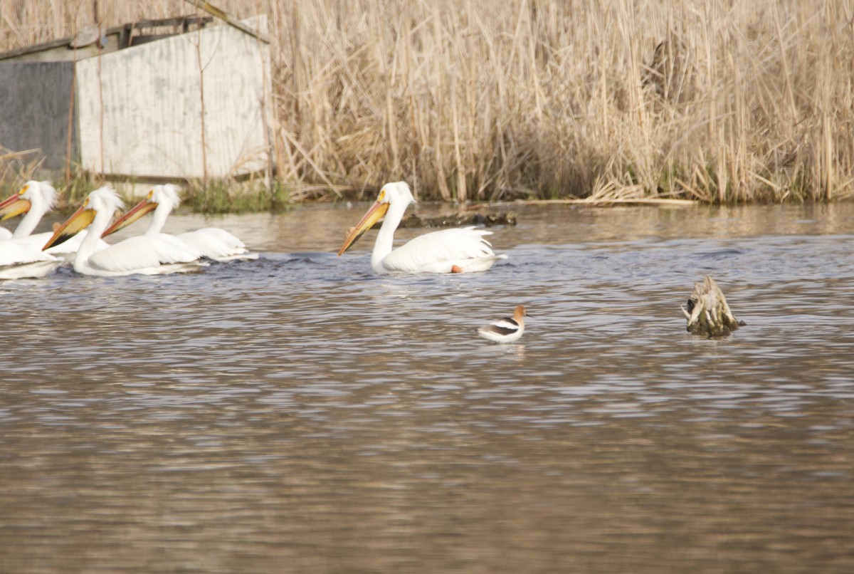 American Avocet - ML561960201