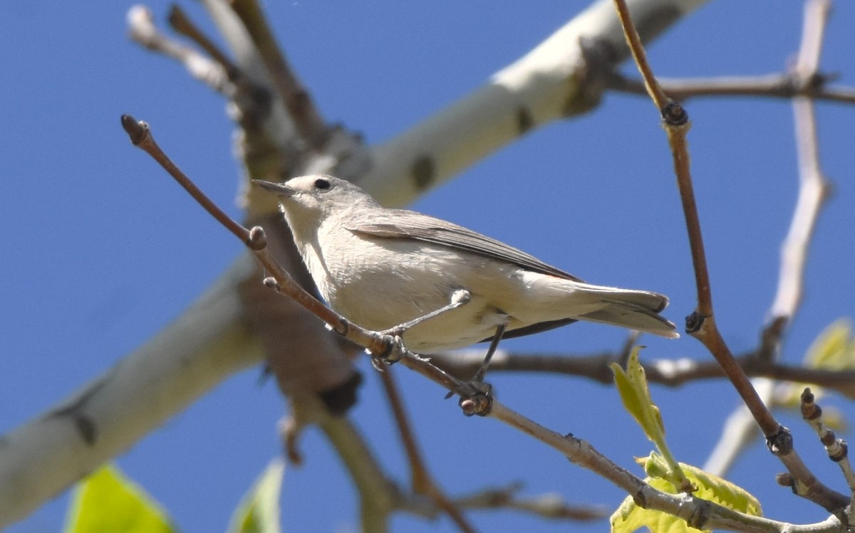 Lucy's Warbler - ML561960241