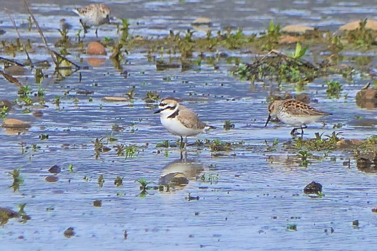 Snowy Plover - Janet Kelly