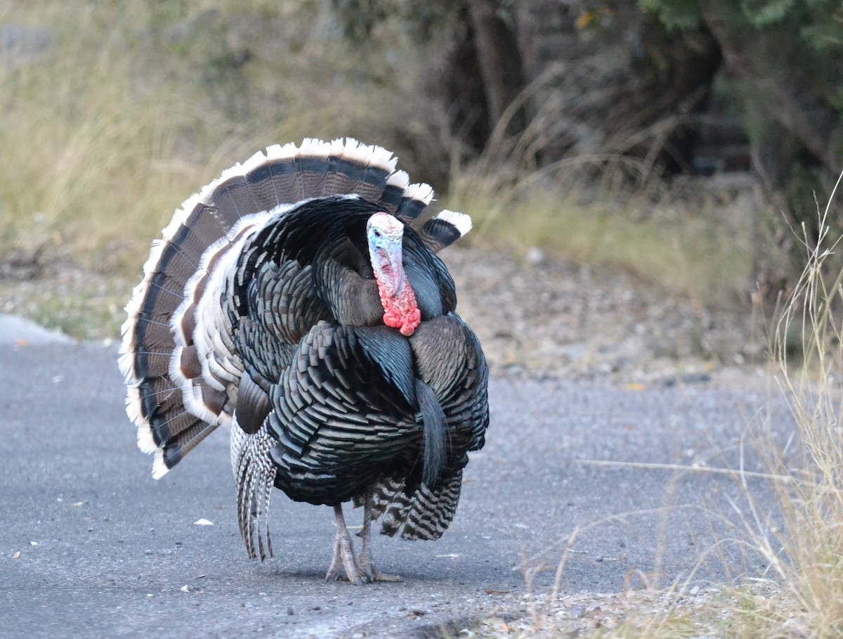 Wild Turkey - ML561961751