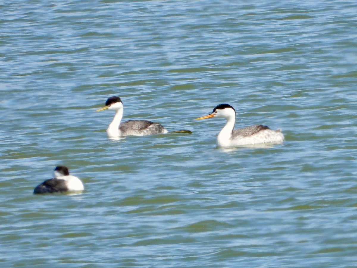 Western Grebe - ML561962391