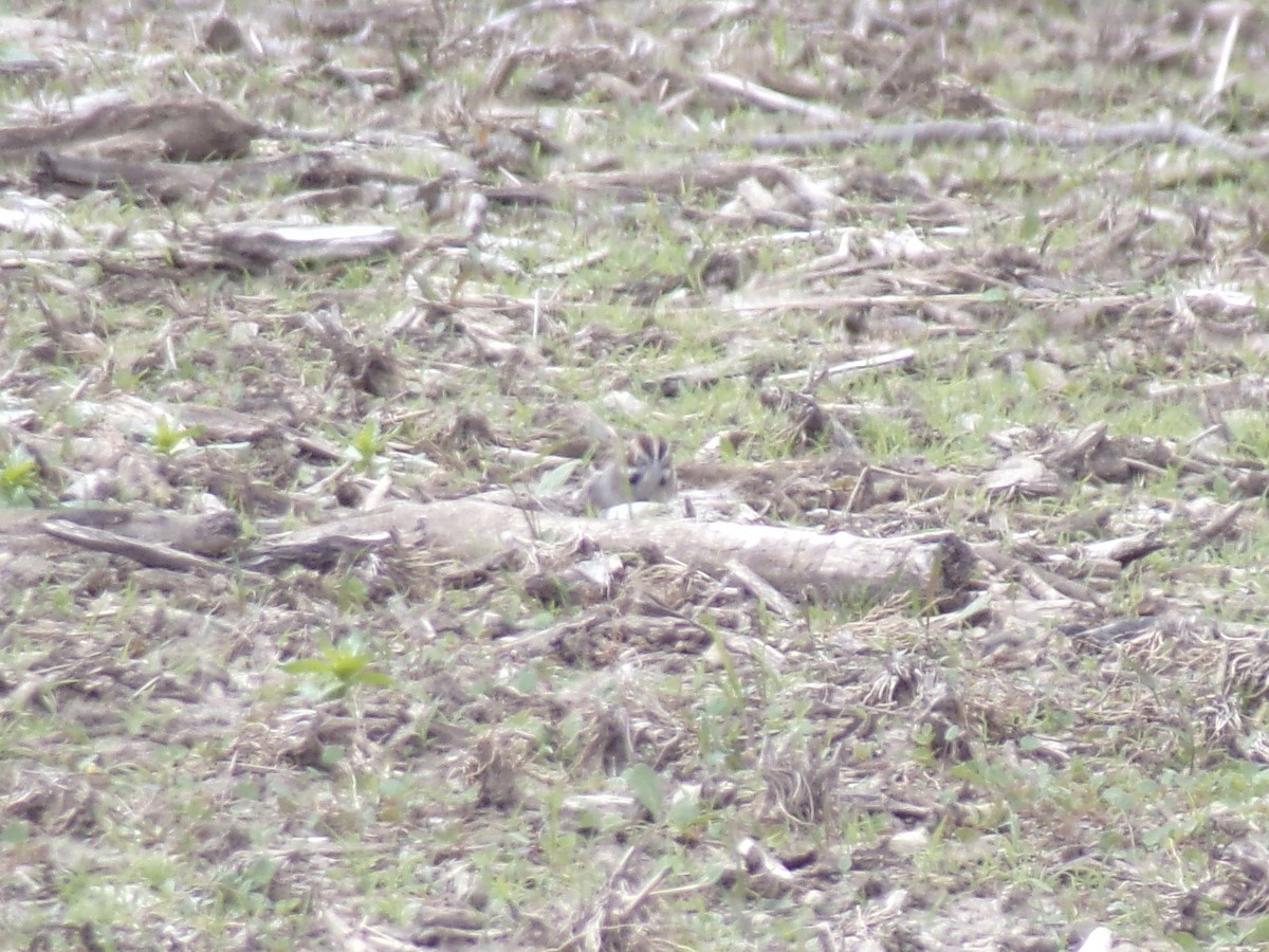 Lark Sparrow - ML561963031