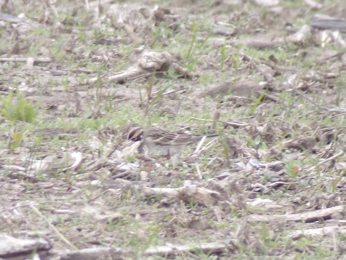 Lark Sparrow - ML561963051