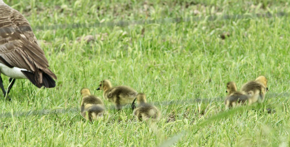 Canada Goose - ML561963491