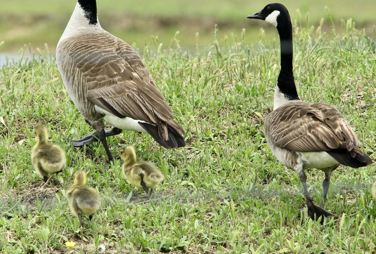 Canada Goose - ML561963631