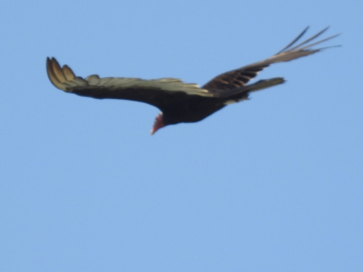 Turkey Vulture - ML561964471