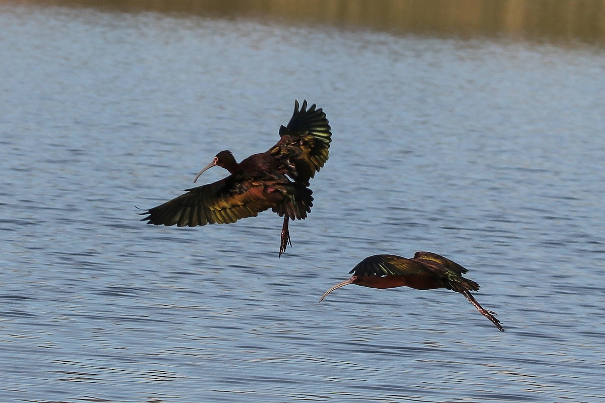 White-faced Ibis - ML561965691