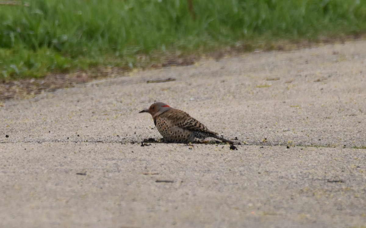 ハシボソキツツキ - ML561966631