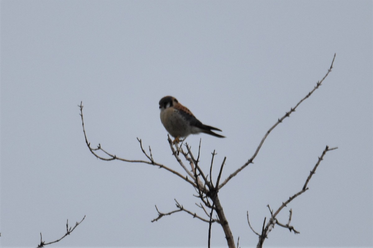 アメリカチョウゲンボウ - ML561966691