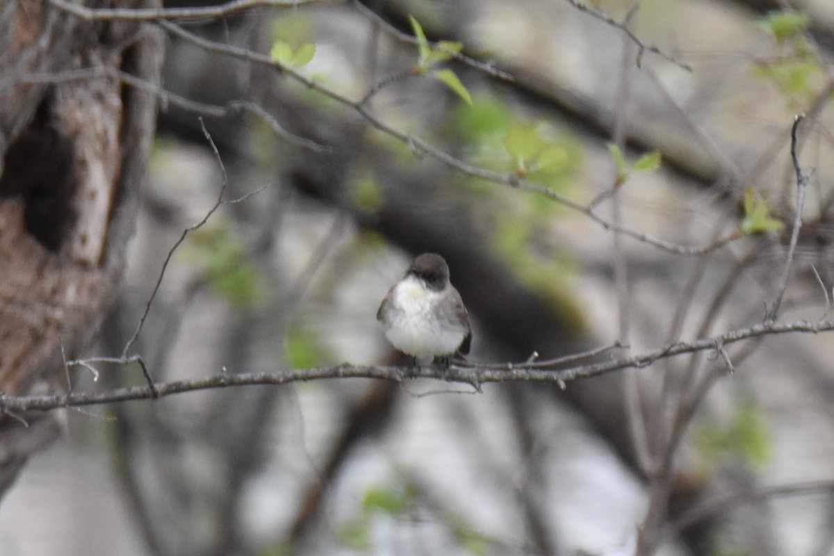 ツキヒメハエトリ - ML561966811