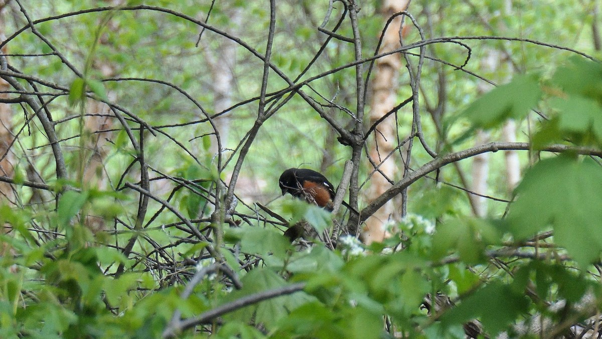 Eastern Towhee - ML561966911