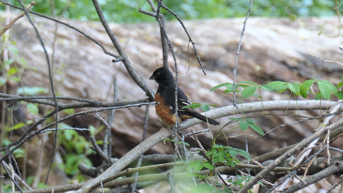 Eastern Towhee - ML561966921