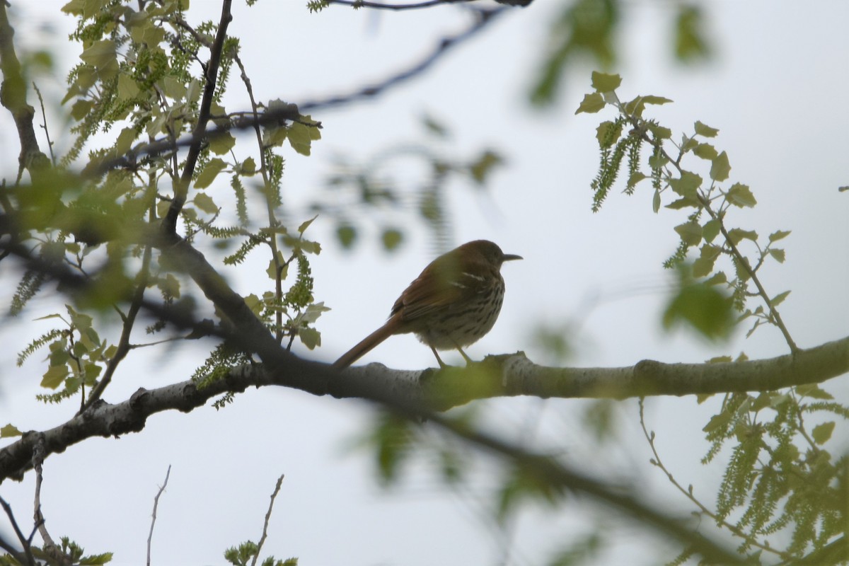 チャイロツグミモドキ - ML561966951