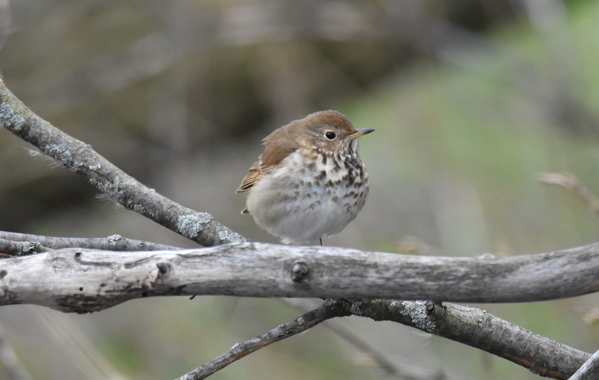 チャイロコツグミ - ML561967071