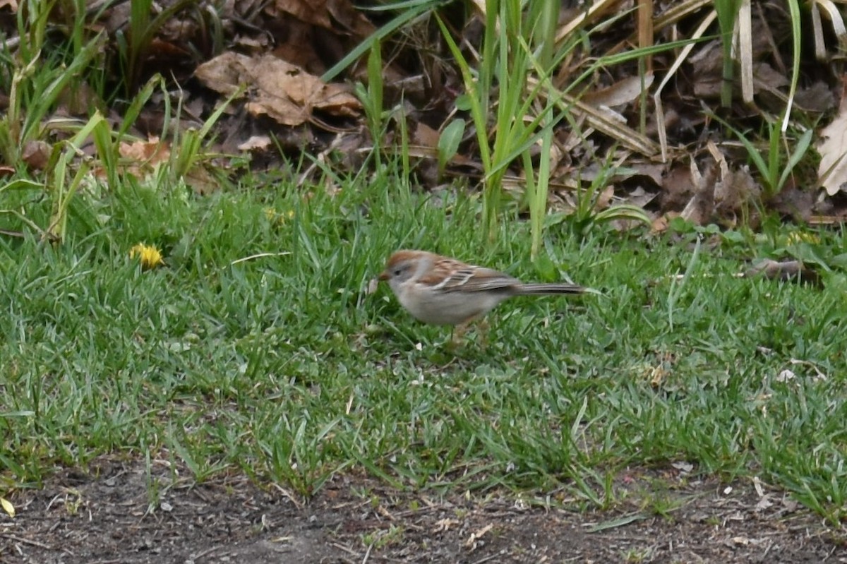 ヒメドリ - ML561967111