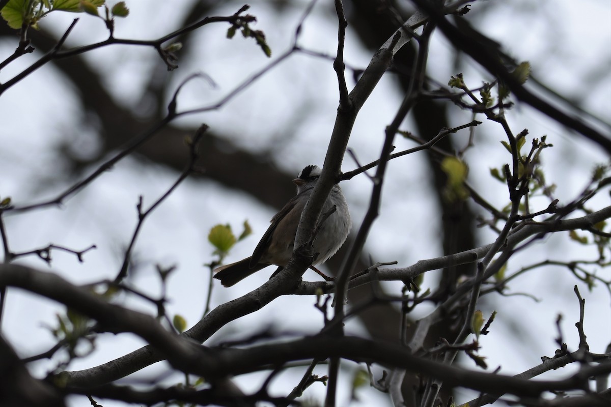 ミヤマシトド - ML561967131