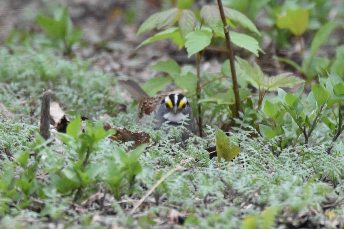 ノドジロシトド - ML561967171