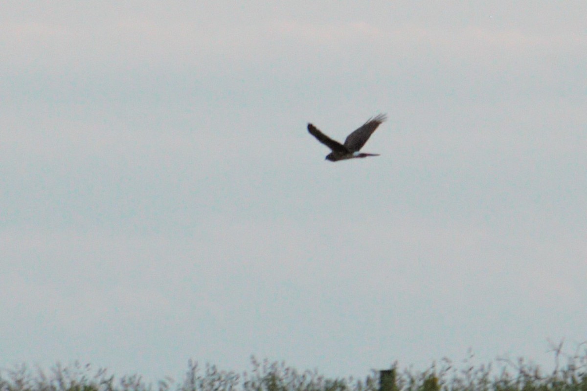 Northern Harrier - ML561967321