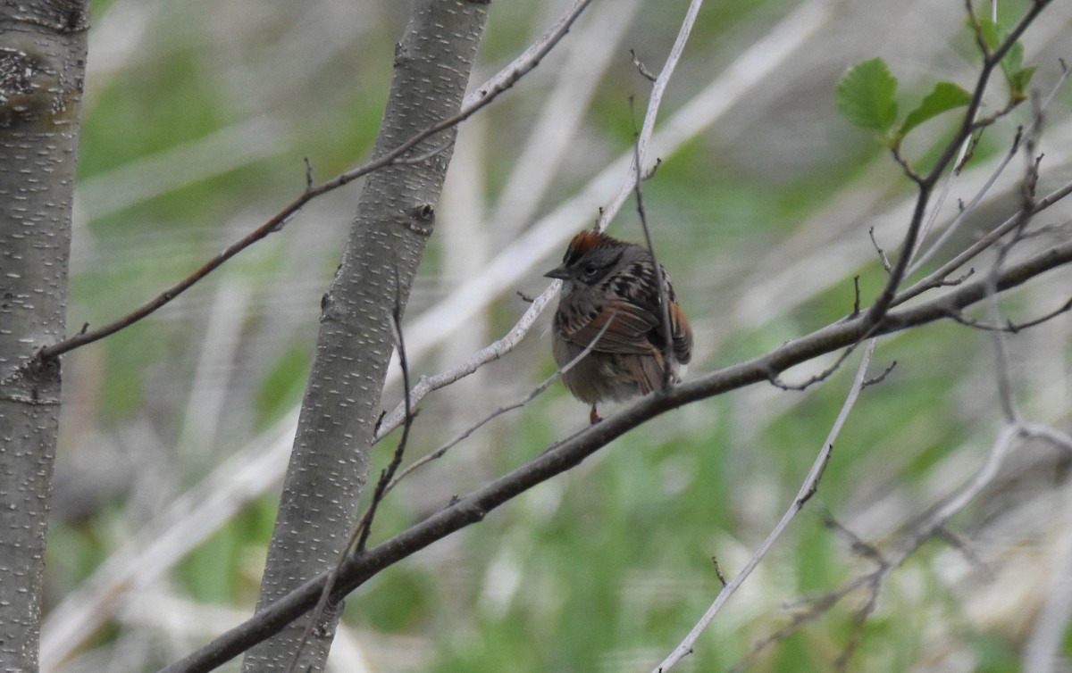 ヌマウタスズメ - ML561967401