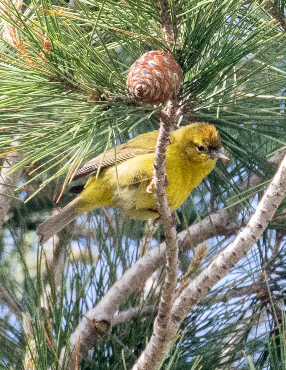 Orange-crowned Warbler - ML561967551