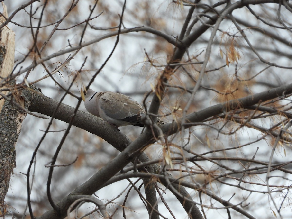 Eurasian Collared-Dove - ML561967641