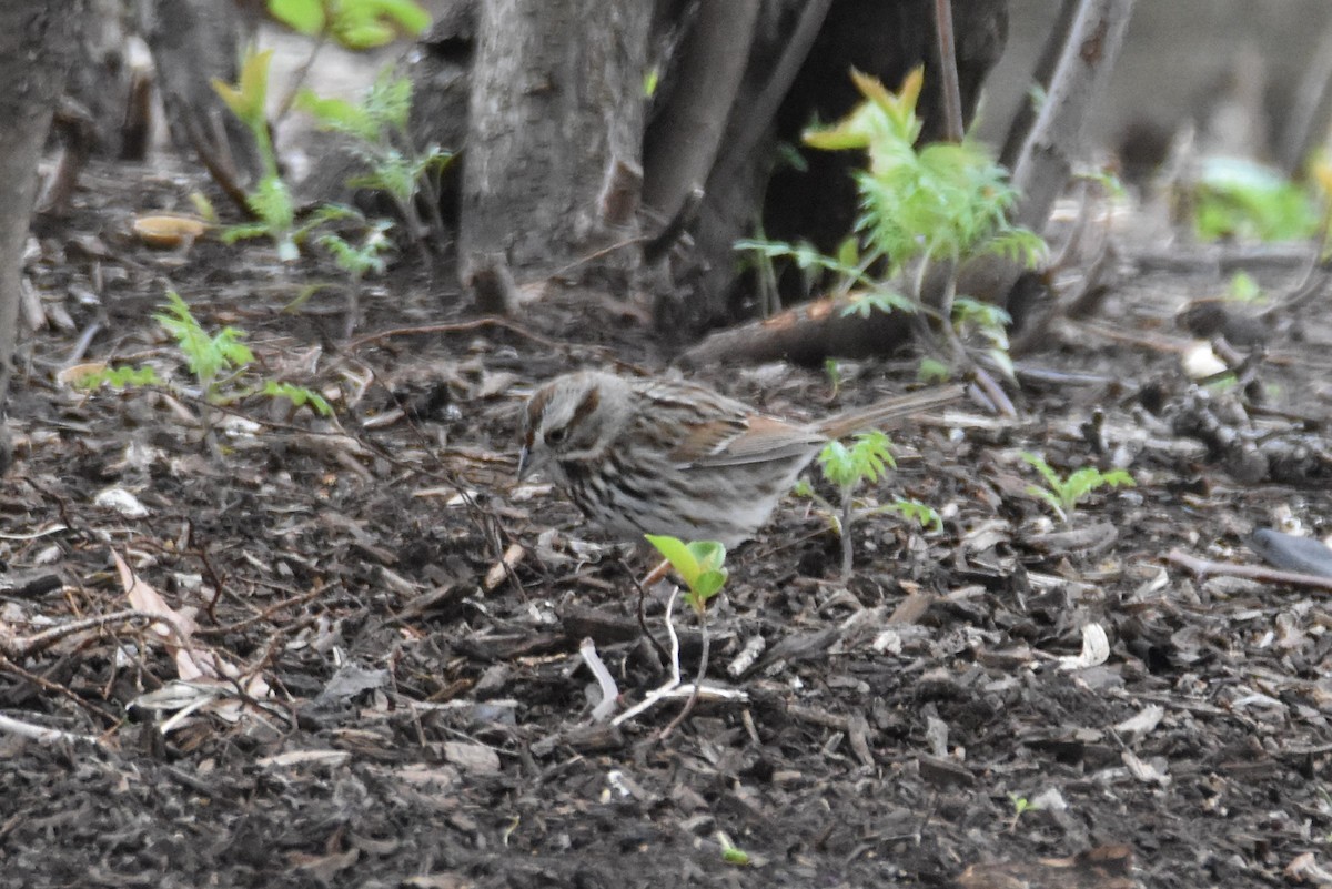 ウタスズメ - ML561967691