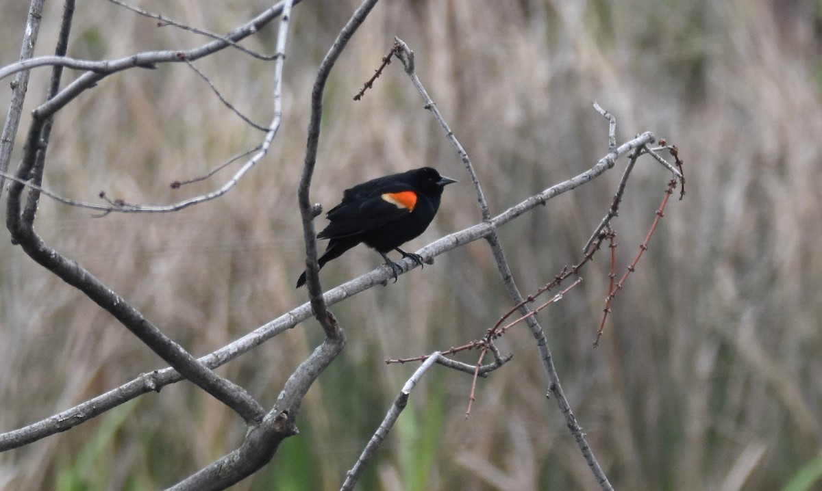 ハゴロモガラス - ML561967871